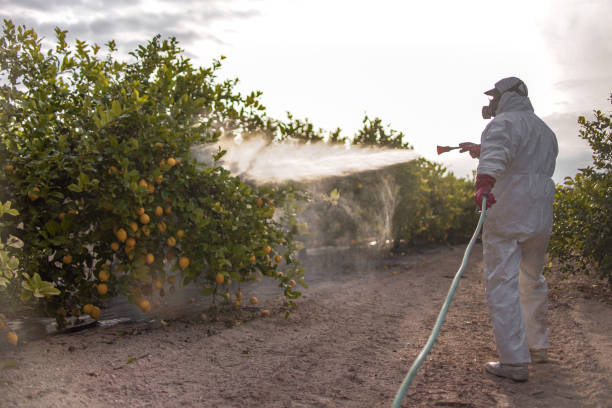 Best Pest Control Treatment  in Young Harris, GA