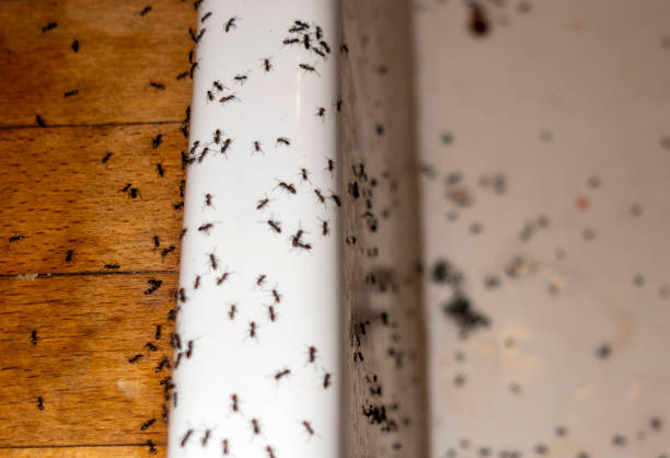 Trusted Young Harris, GA Pest Control Experts