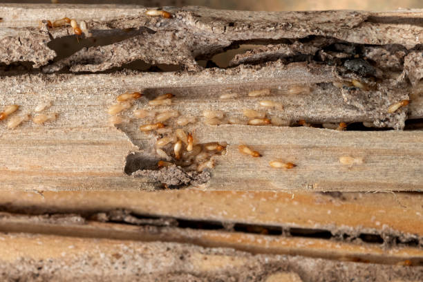 Best Pest Prevention Services  in Young Harris, GA